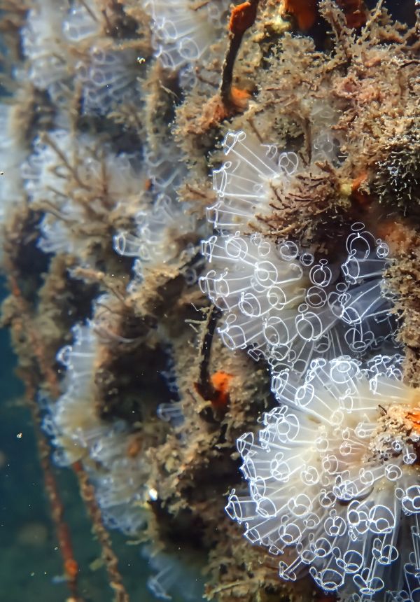 Ocean Ecostructures