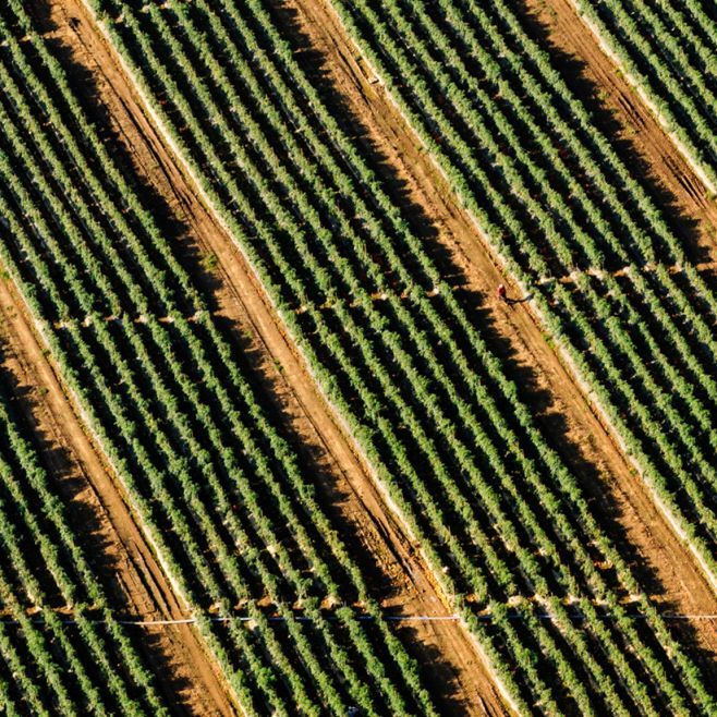 Agriculture & Food Tech