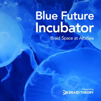 Jellyfish in the water